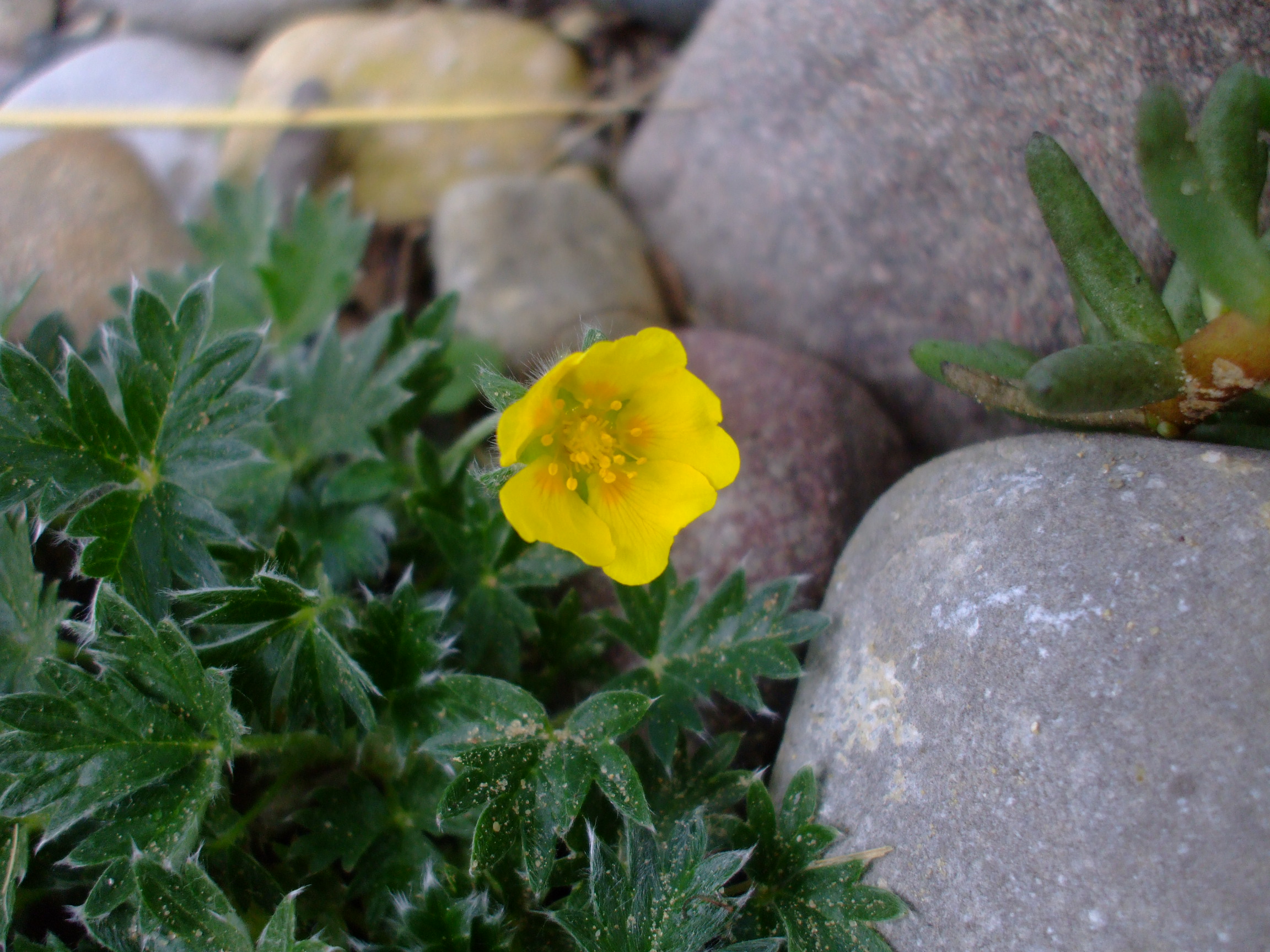 Potentilla uniflora